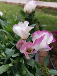 Дела цветочные.