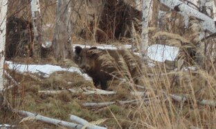 Копытные и охота на них