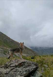 Горный Алтай 