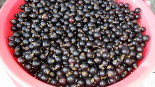 Урожай с огорода