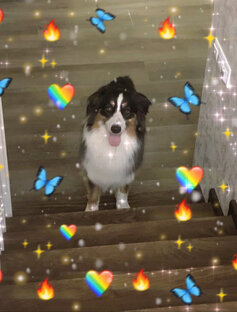 🐶🌸Рокси🌸🐶