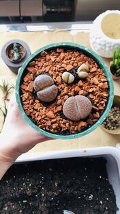 Растюхи от Катюхи