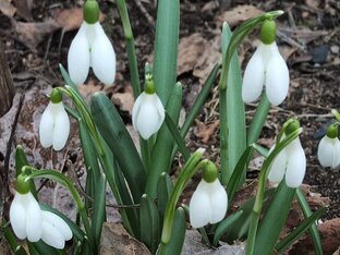 Дача.Выборг.