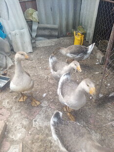 Пошли гулять