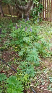 Ново-Дарьино