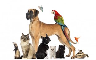 Животные и законы