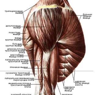Упражнения для ПЛЕЧ