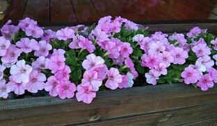 Мои ПЕТУНИИ 