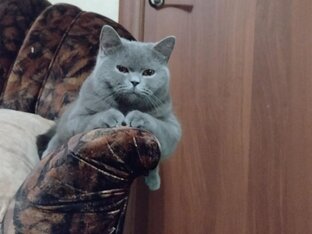 Наша Моника