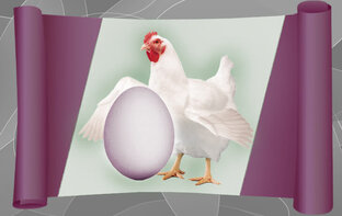 Содержание птицы. Обустройство птичника. Выведение цыплят. Профилактика проблем