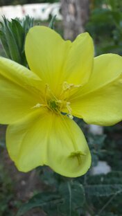 Красота моих любимцев.