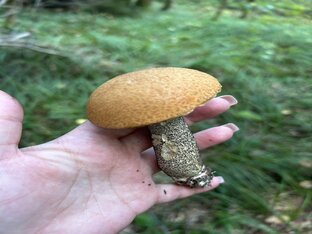 Грибочки