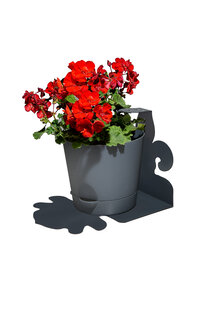 Комнатные, балконные цветы