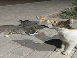 Котятки ЖК Самгау 