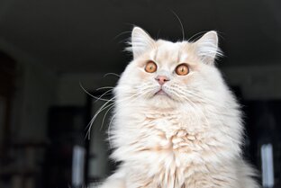 Про Кисуню