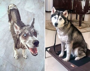 Спасённные собаки