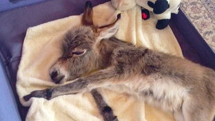 Истории о животных