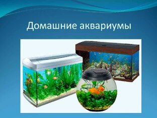 Аквариум Дома