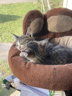Котятки 