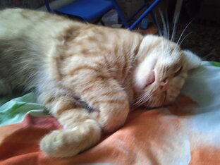 О братьях наших меньших. 🐈🐈‍⬛🐕🐓