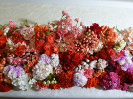 Моя коллекция пеларгоний. 