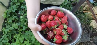 Мой участок 