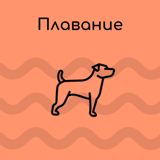 Плавание для собак