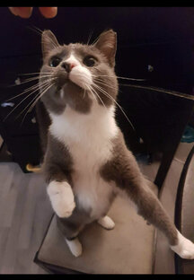 Котик по имени Бимка