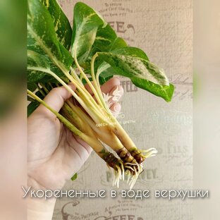 Уход и размножение