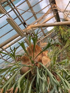 Закатный багрянец