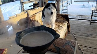 Кулинарные приключения 10 хаски