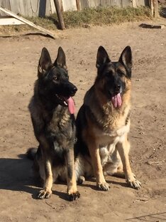 Обучение щенка и не только в процессе выращивания на примере БМ Зембретты