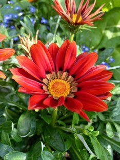 Природа Тамбова