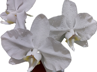 Цветения орхидей