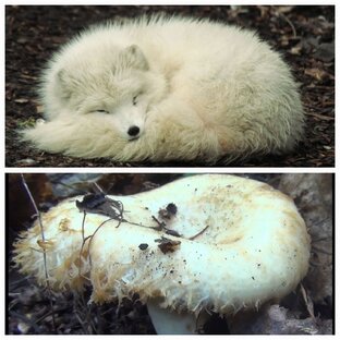 АССОЦИАЦИИ С ГРИБАМИ