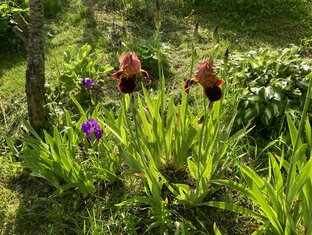 Мои цветники