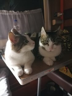 Волшебное, таинственное путешествие