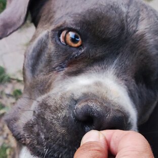 О питании собак