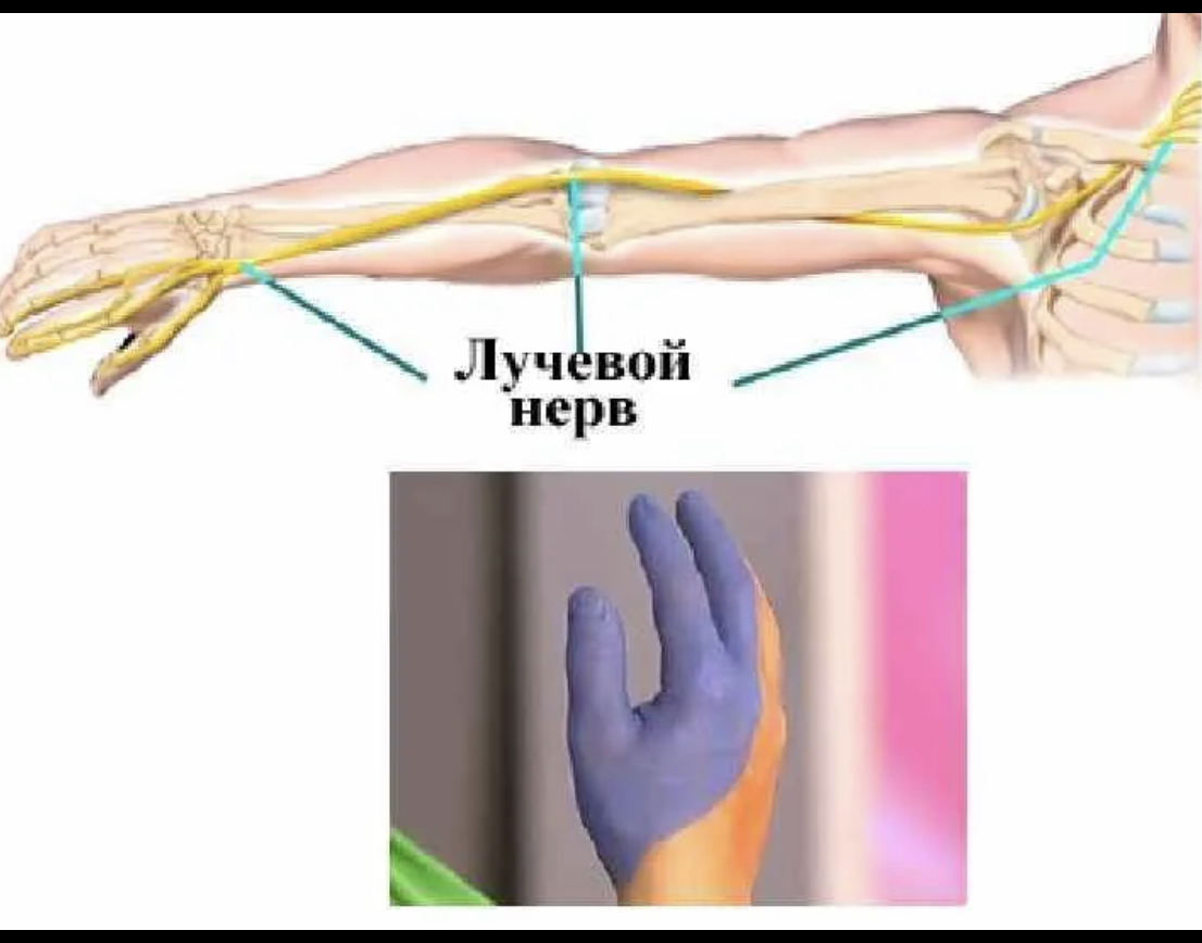 Локтевой нерв анатомия картинки