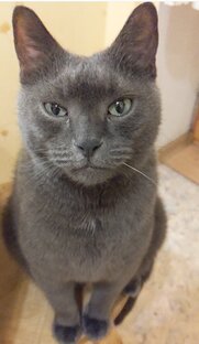 Разговоры с котом 