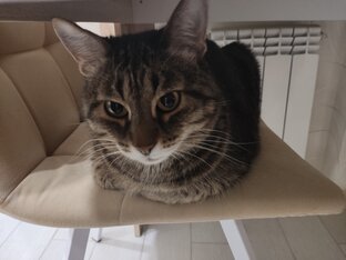 Кошки,  наши друзья. С заботой о питомцах.