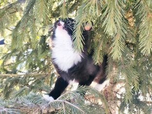 Киса гуляет