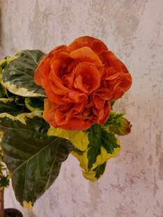 Цветочные новинки, посылки и обмены.