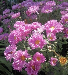 Хризантемы