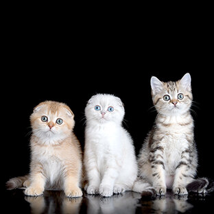 О шотландцах🐈