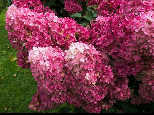 Любите ли вы гортензии, как их люблю я?