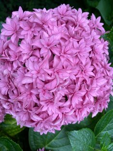 Всё о гортензиях