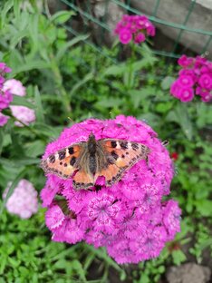 Общий обзор хозяйства, сада, огорода