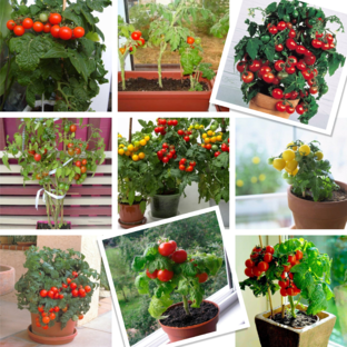 Балконное Чудо. Томат🍅
