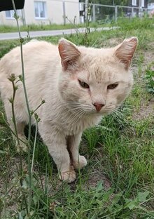 Разные Котики 